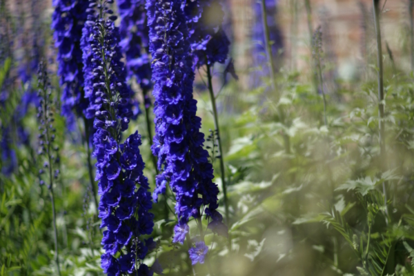 Tall blue flowers