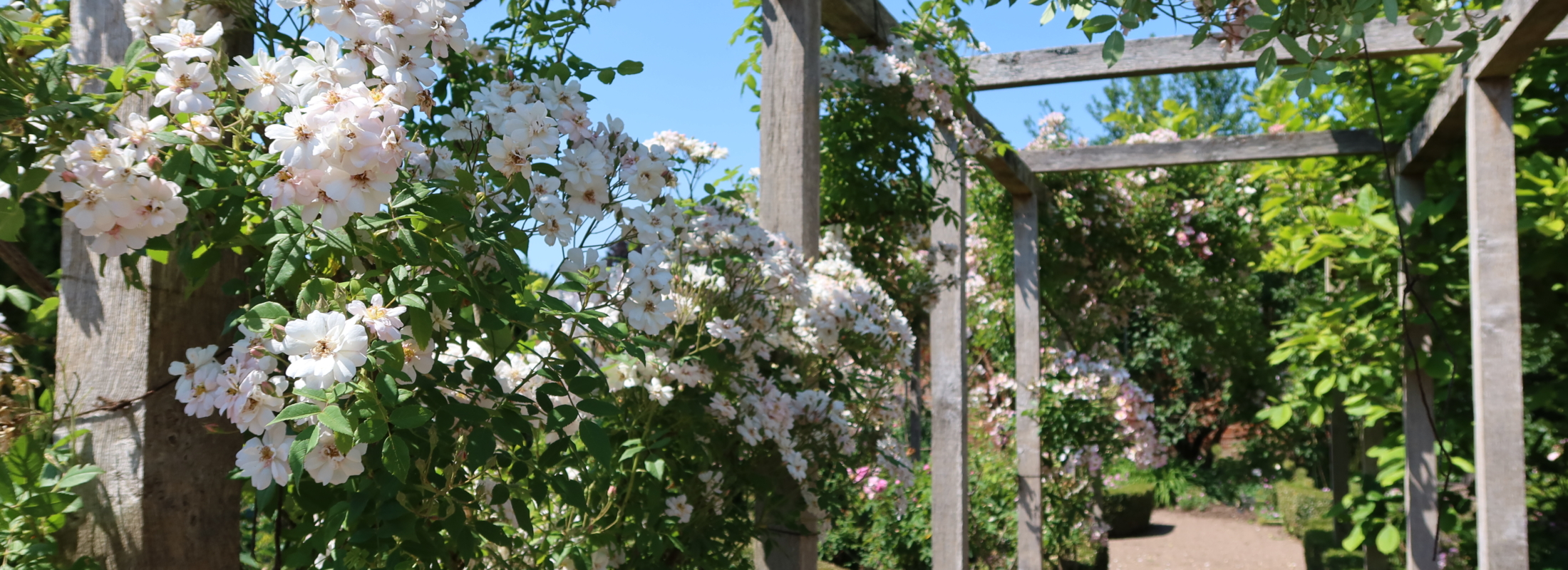 Light pink roses on pergola over path