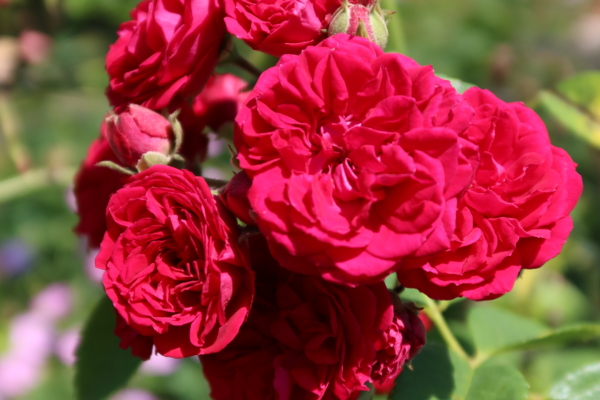 Bright pink rose