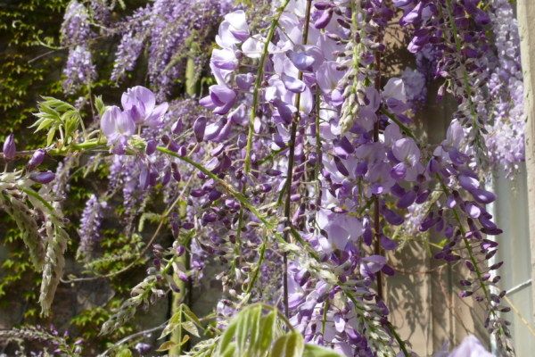 Purple flowers