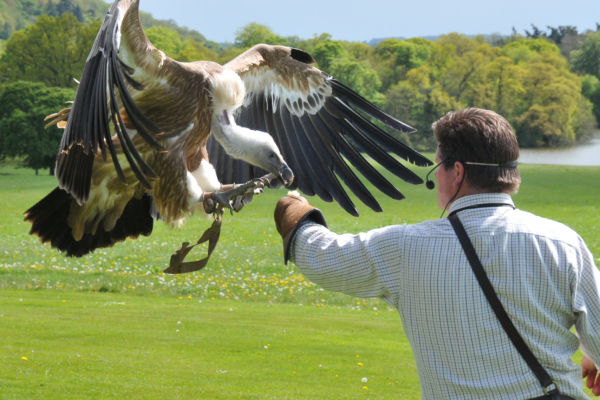A vulture, landing on the outstretched arm of a man