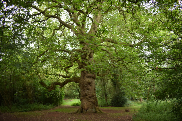 Plane tree with swings