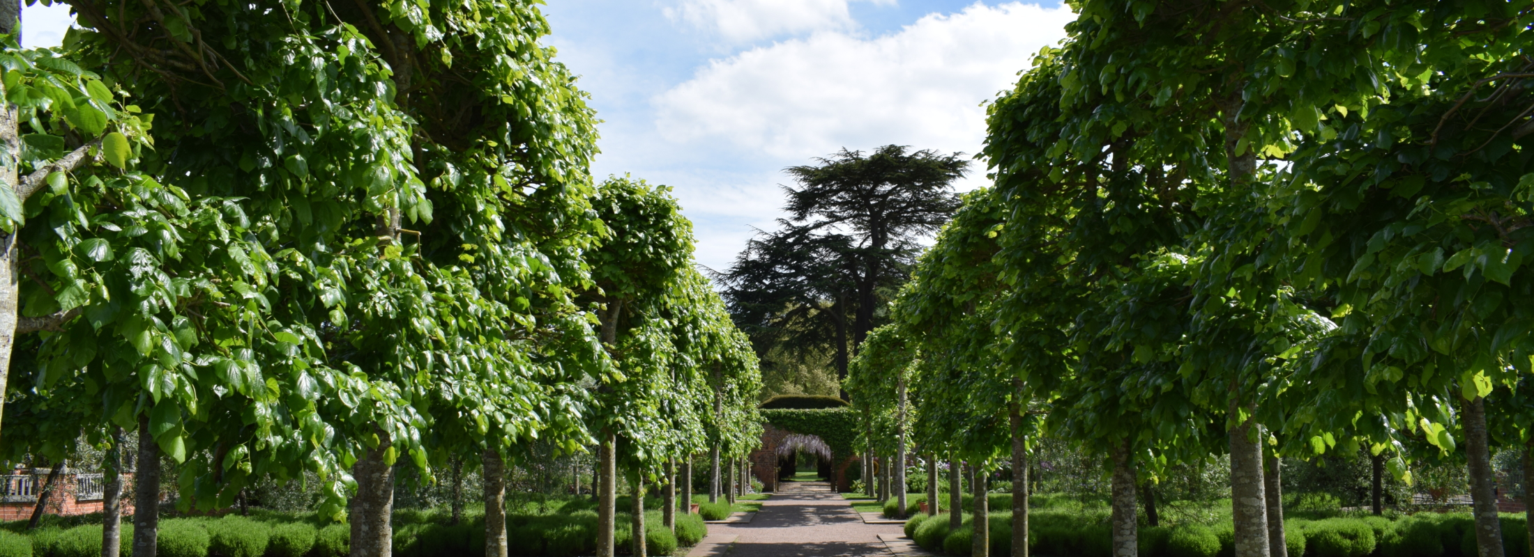 Green avenue of trees with path up the middle
