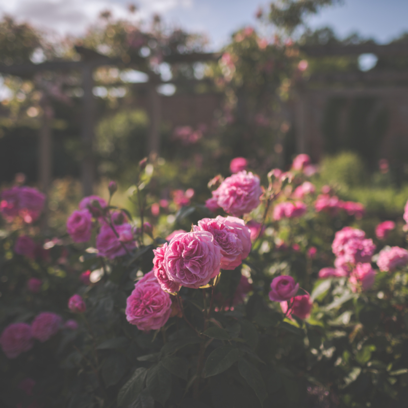 Pink Roses in the Rose Garden