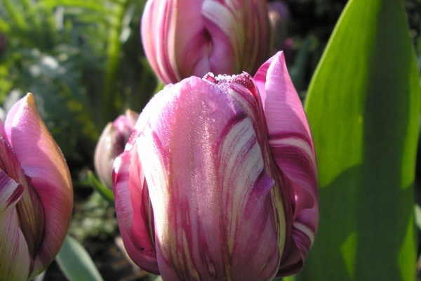 Pink Tulip with dew