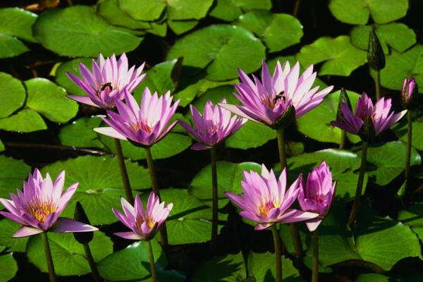 Garden Water Lilies