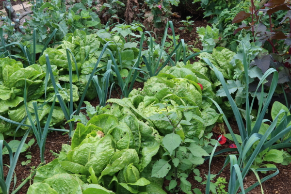 Vegetables and flowers with brick wall behind