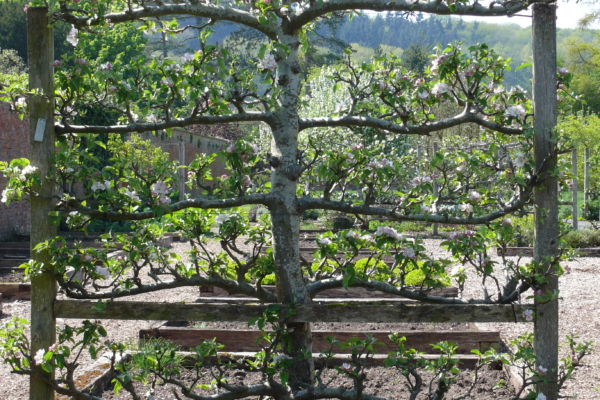 Espalier tree