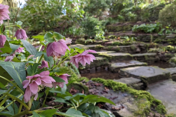 Pink flowers in front of stepping stones