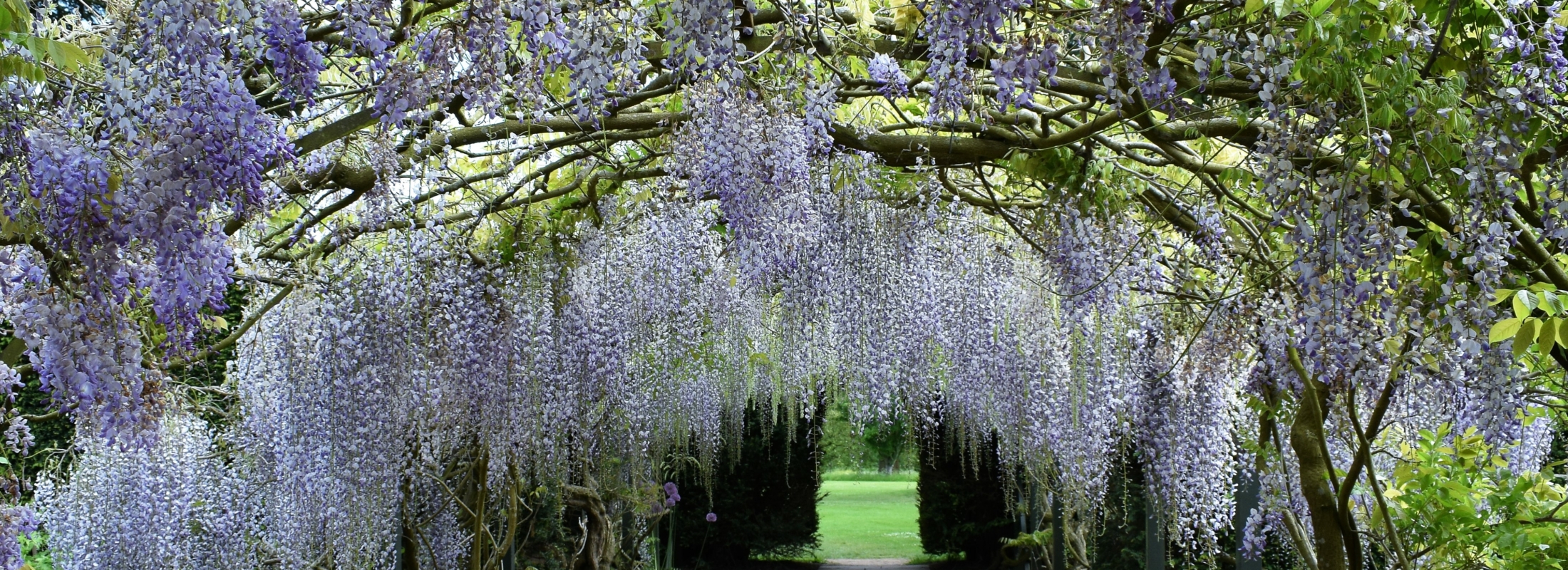 central path with wisteria arch over the top