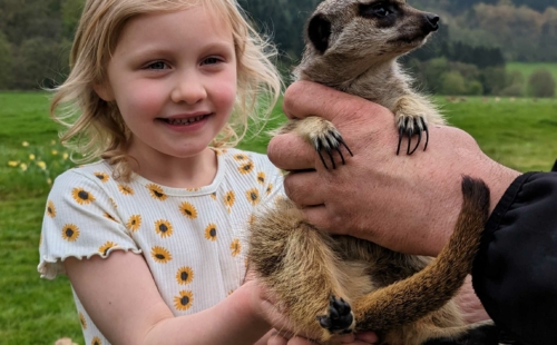 Girl holding meerkat during fun day out at Hampton gardens