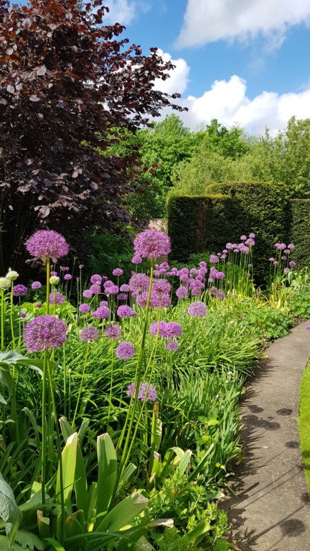 Alliums in bloom