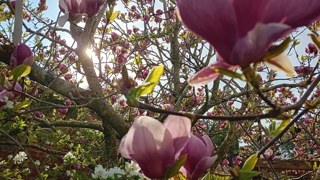 Close-up of large purple and pink magnolia blossoms on a tree with sunlight shining through the branches and small white flowers in the background