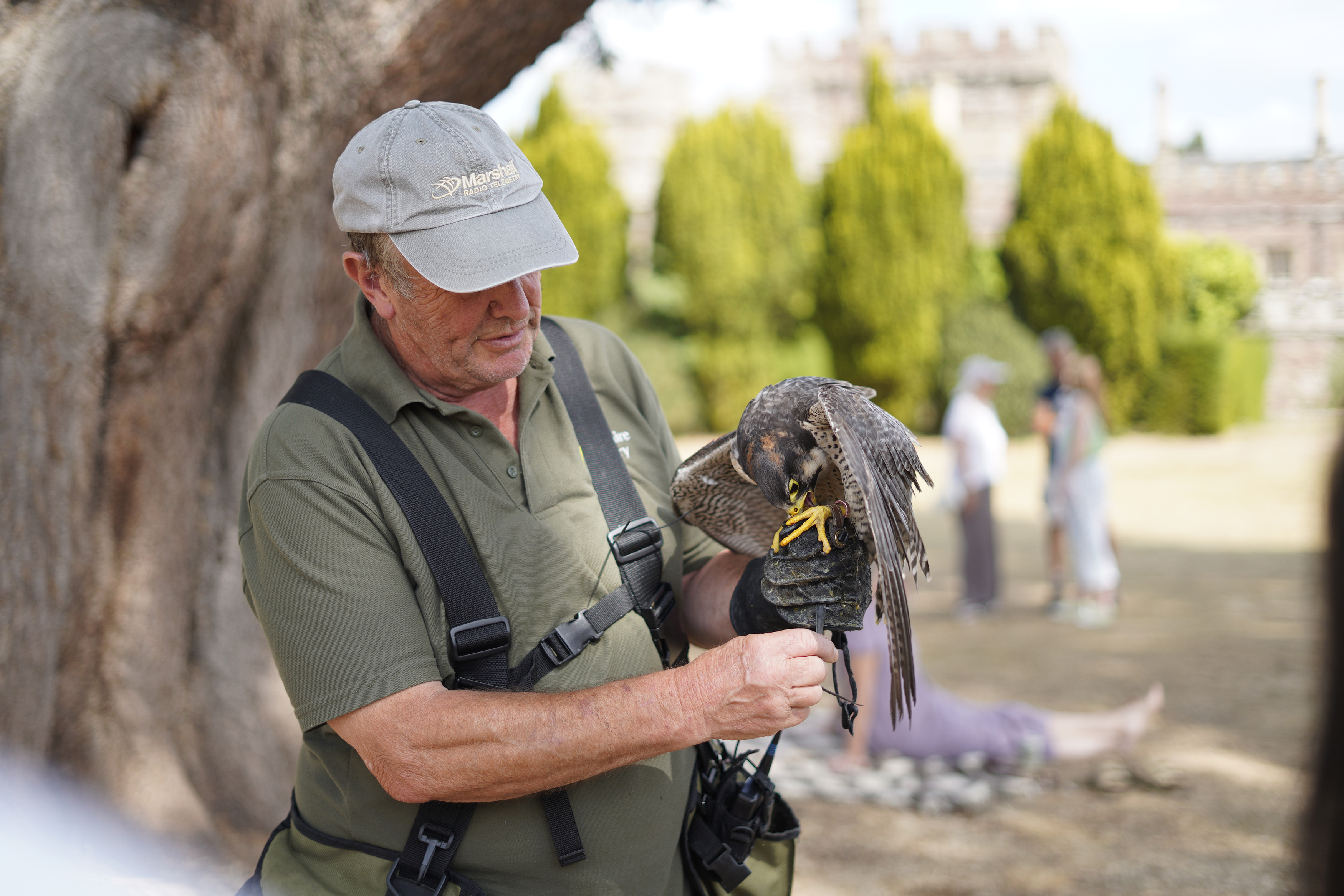 A falconer holds a peregrine falcon with Hampton Gardens in the background