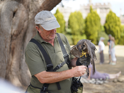 A falconer holds a peregrine falcon with Hampton Gardens in the background
