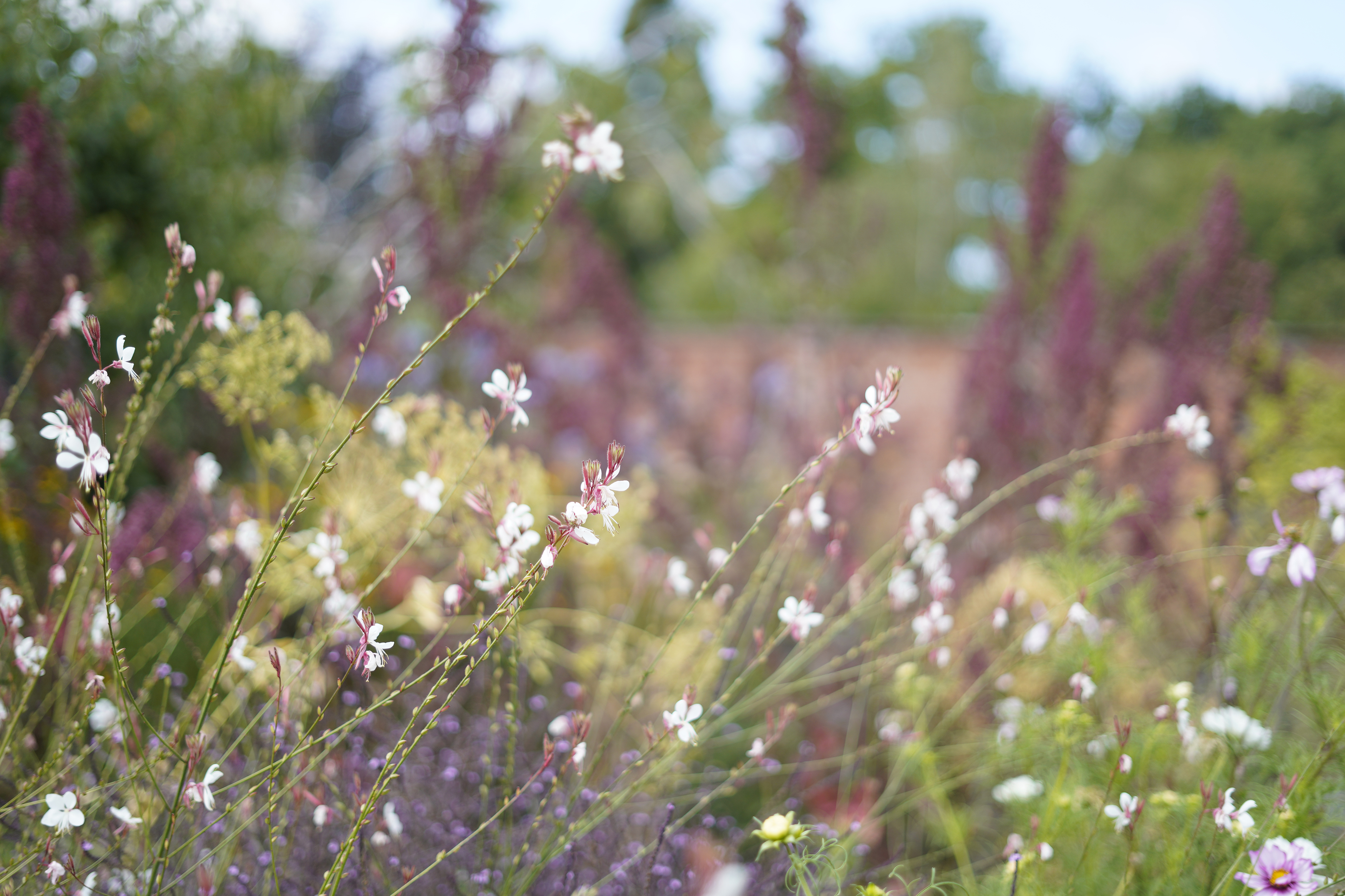 Tiny pink petals on long reaching delicate stems 