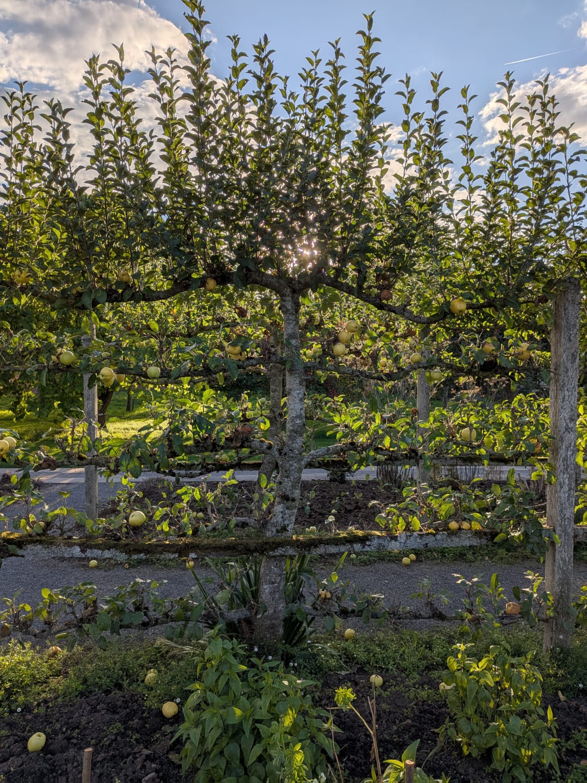 Espalier tree with apples in the kitchen garden 