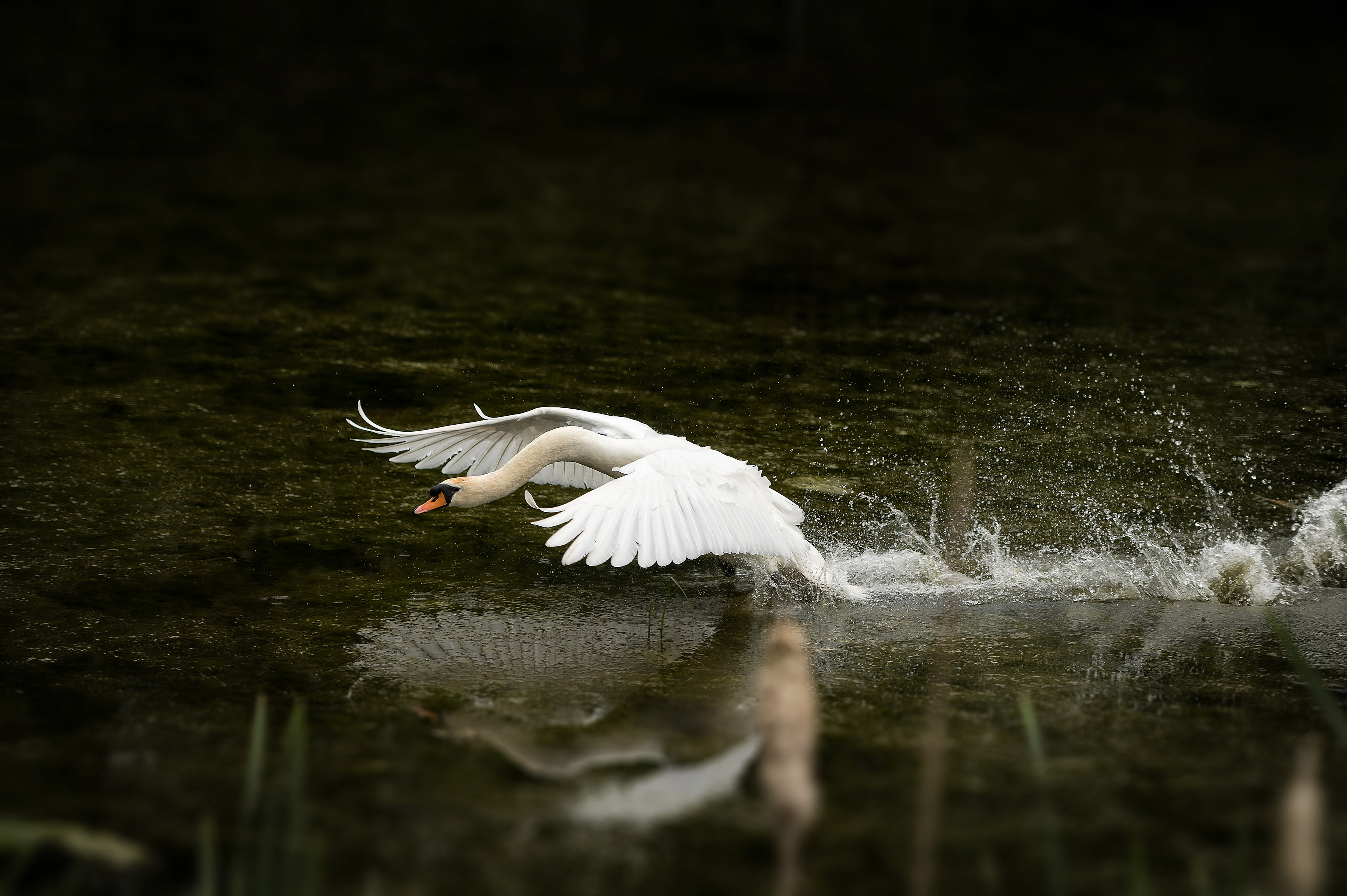 swan-in-flight-from-lake