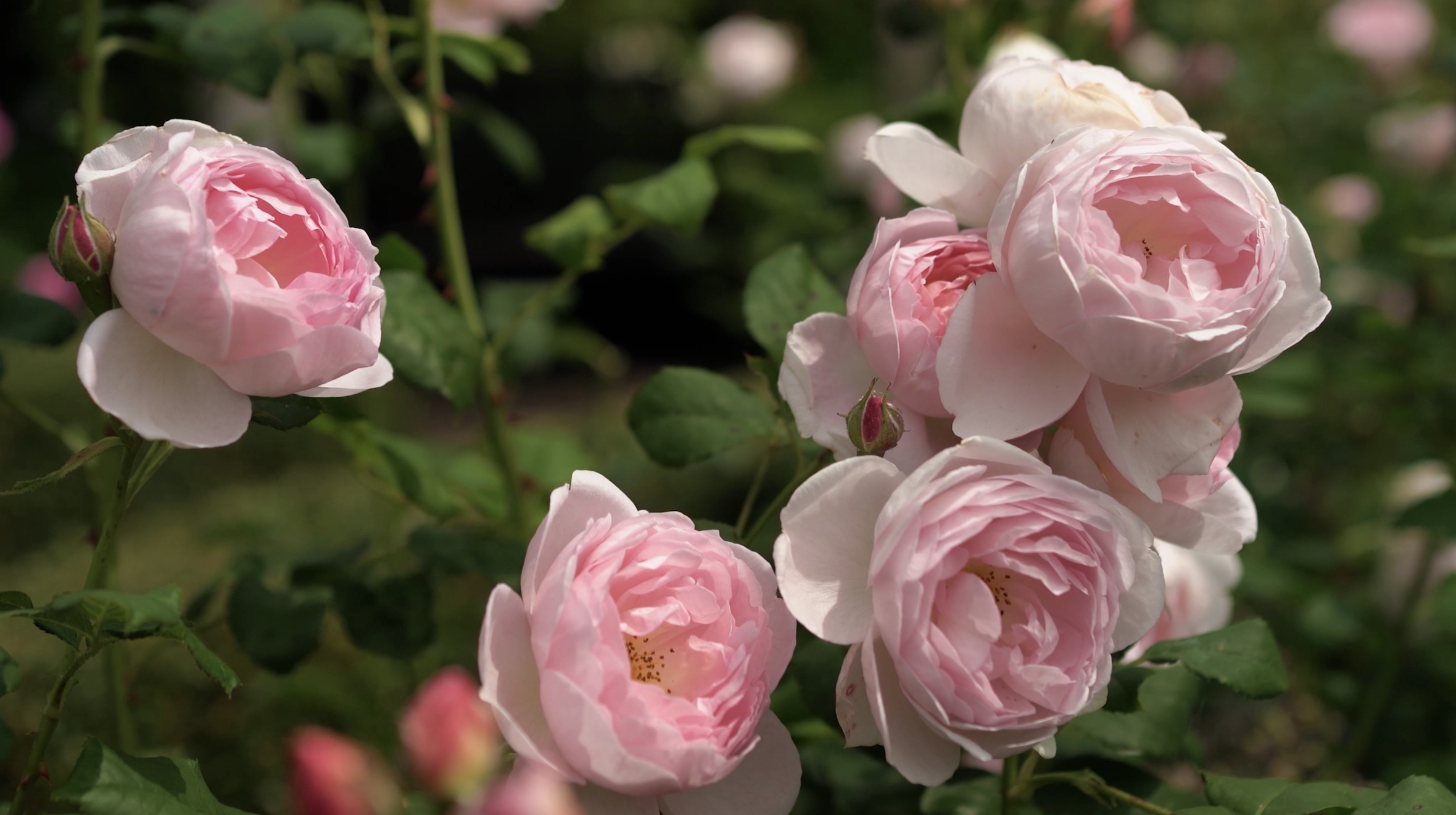 A cluster of five light pink roses with green foliage in the background