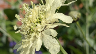 A tall Cephalaria gigantea with pale primrose-yellow pincushion flowers on a long wiry stem