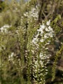 white-wisteria-flower-surrounded-by-greenery