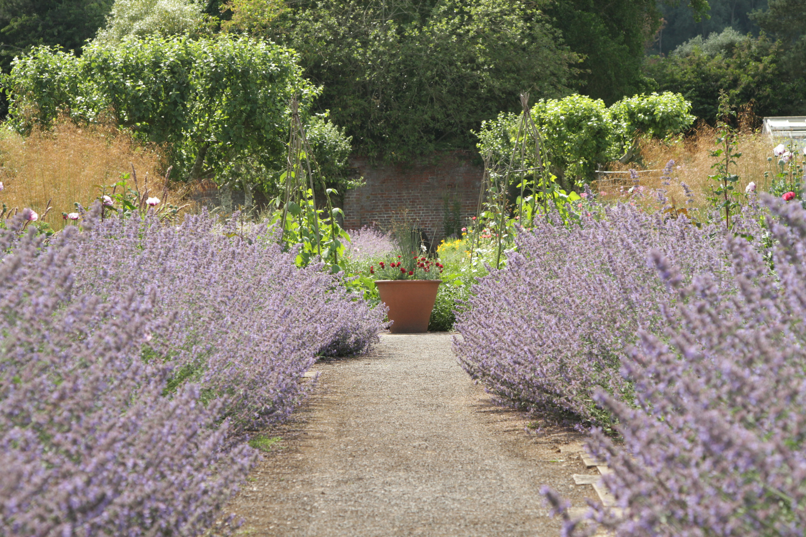 Purple nepeta in bloom along the paths of the walled kitchen garden.