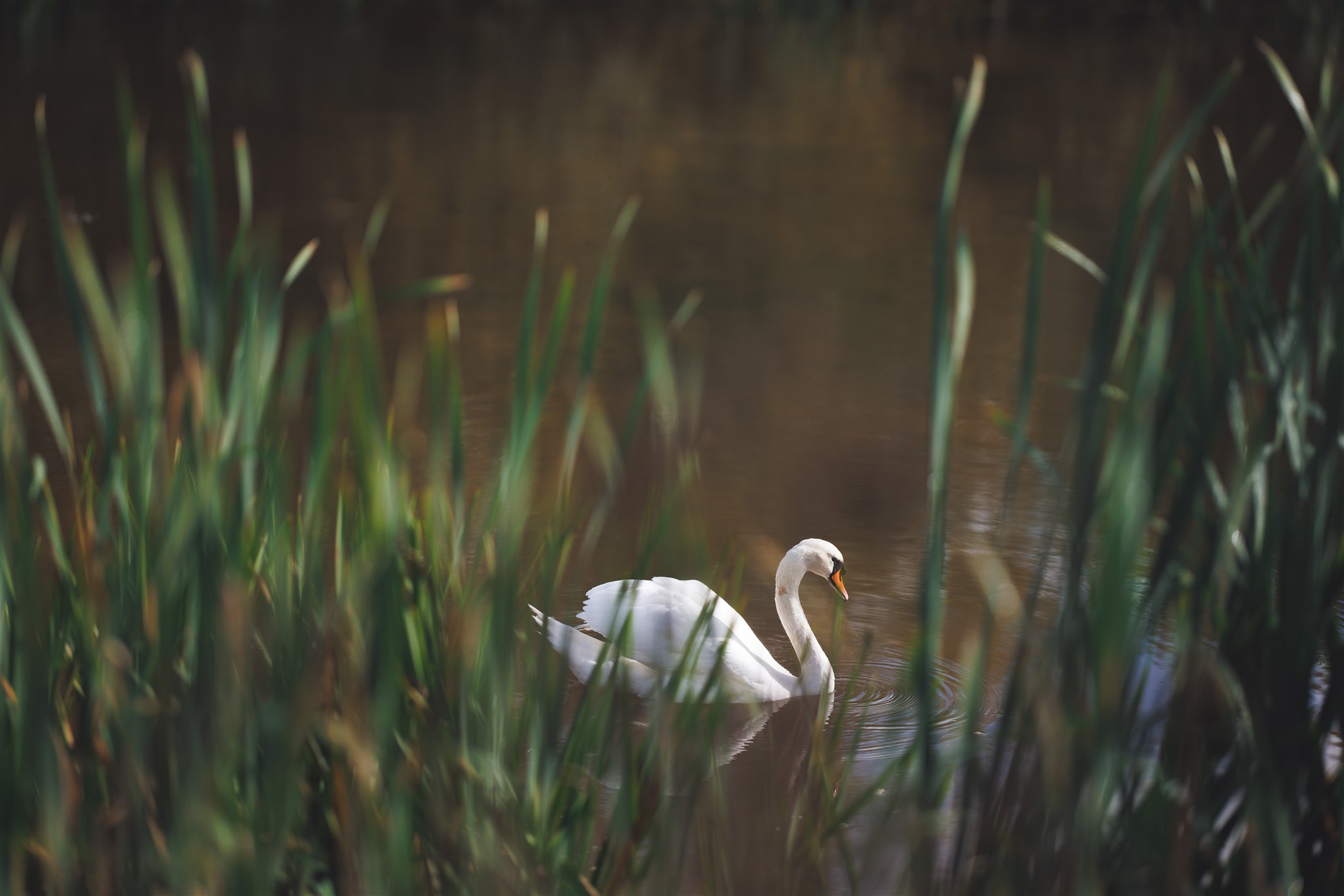 peaceful-swan-on-lake