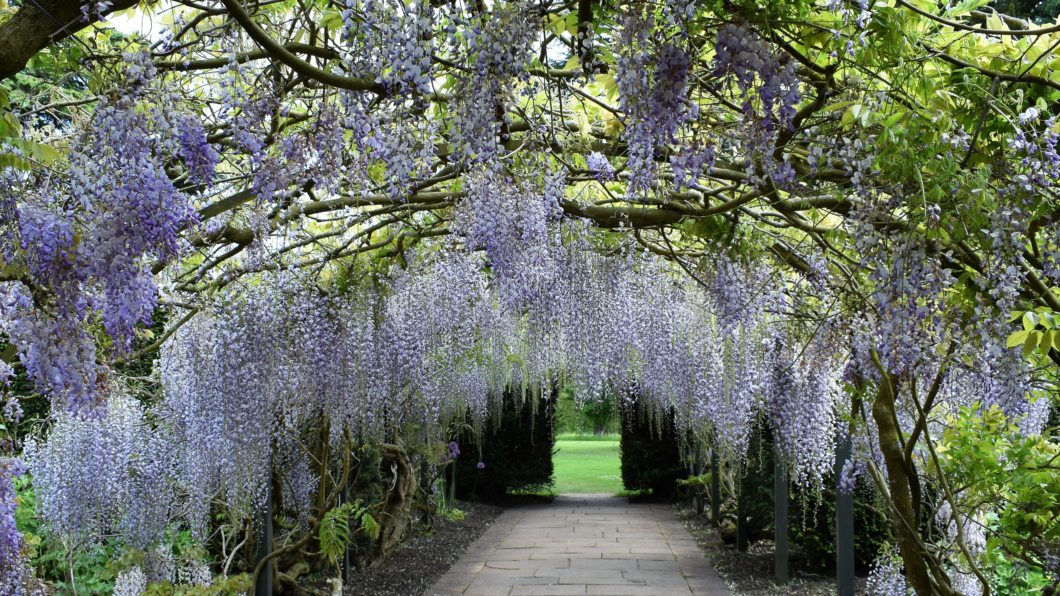 Wisteria arch in full bloom over stone pathway leading to lawn