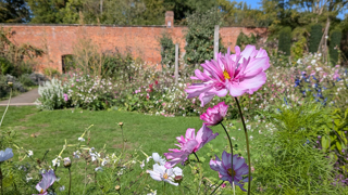 pink cosmos in sunny walled garden