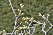 wisteria-buds-on-vine