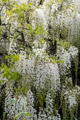 cascading-white-wisteria