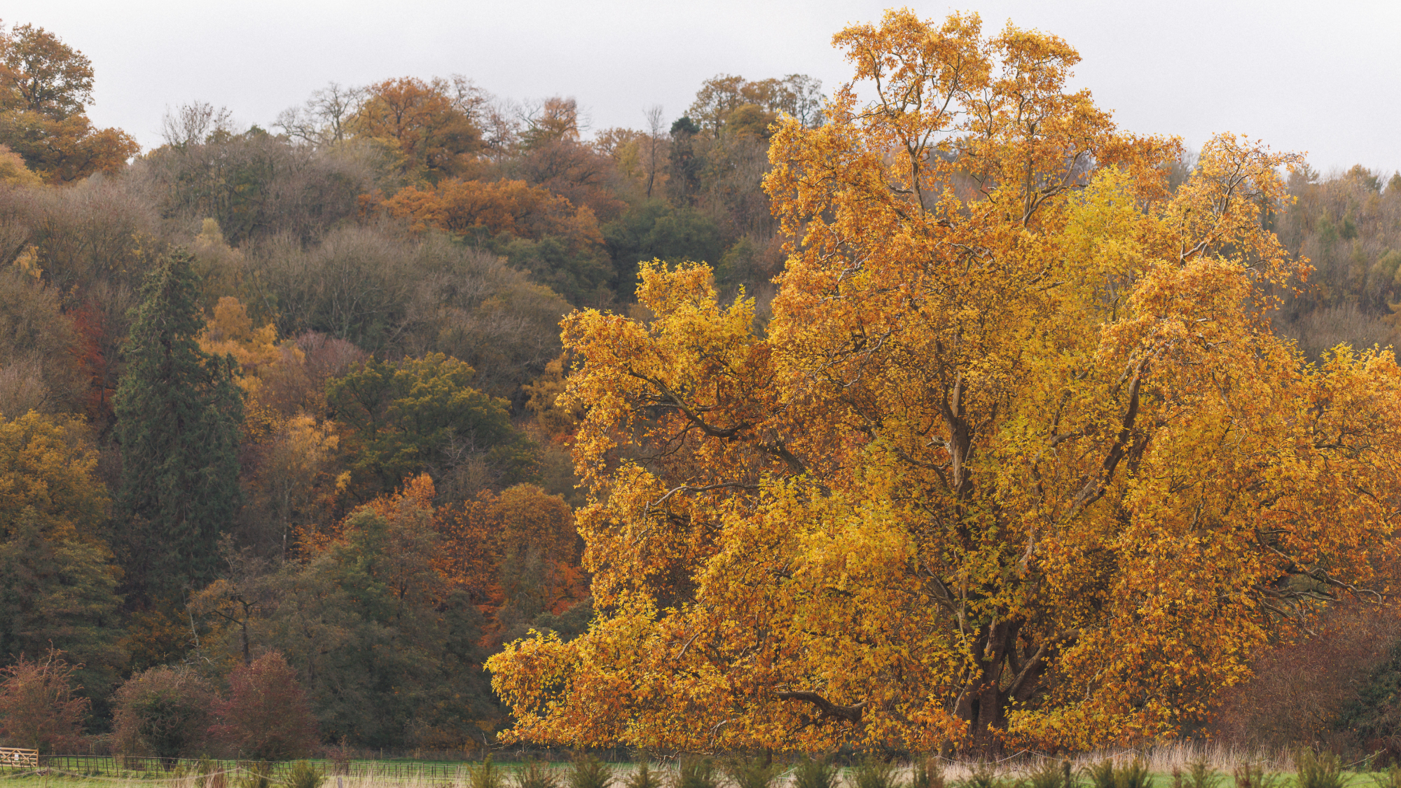 A large, mature London plane tree with vibrant golden-yellow autumn leaves standing in front of a dense woodland