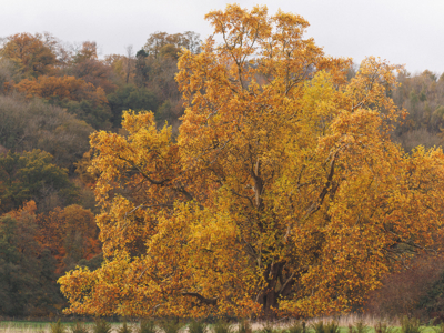 A large, mature London plane tree with vibrant golden-yellow autumn leaves standing in front of a dense woodland