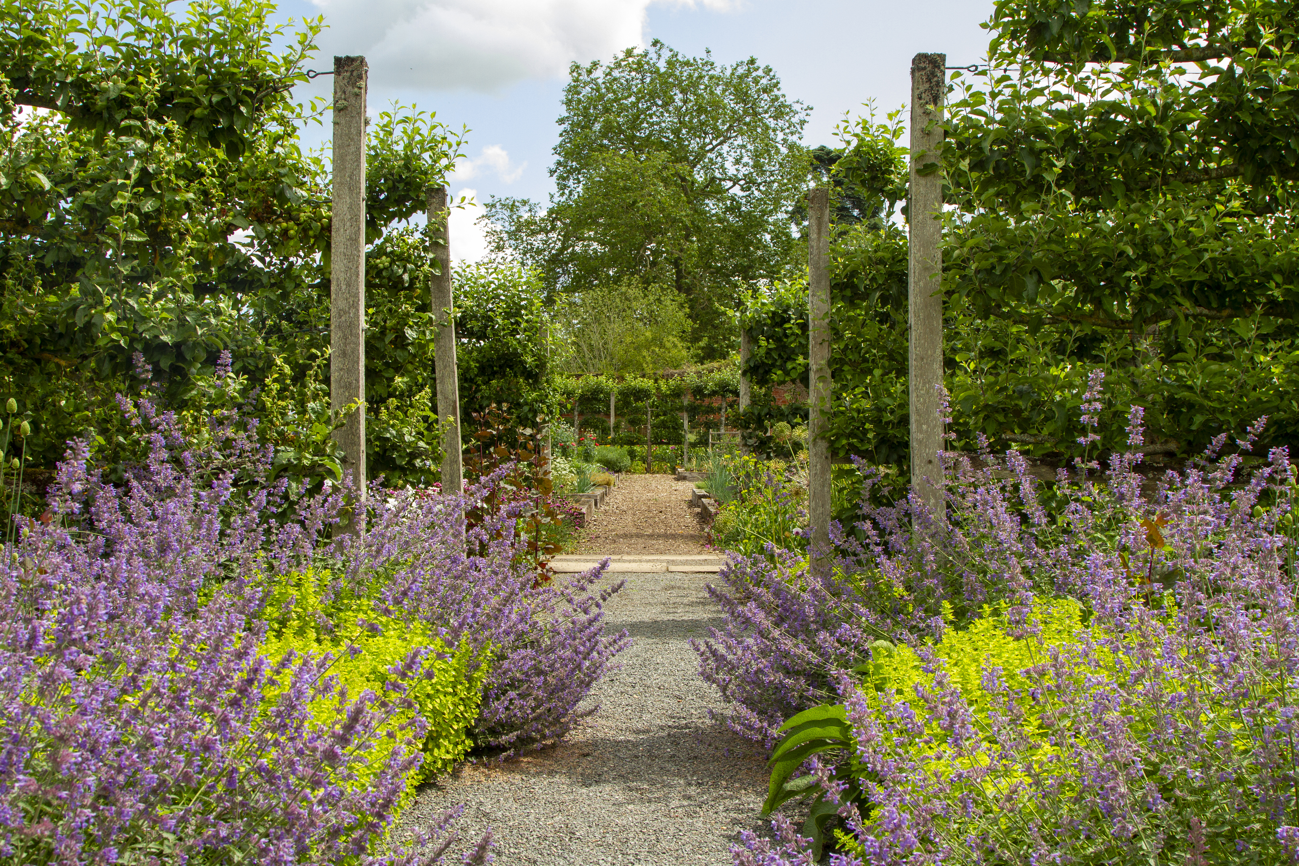 A path in a walled kitchen garden showing brightly colour flowers, espalier trees and plants.