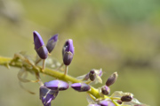 purple-wisteria-flower-buds-on-vine
