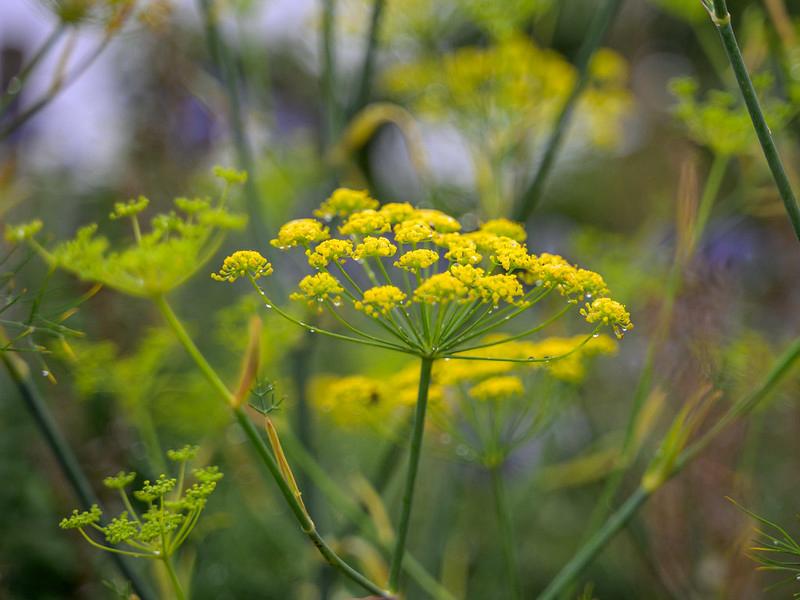 Yellow fennel flower in the kitchen garden 
