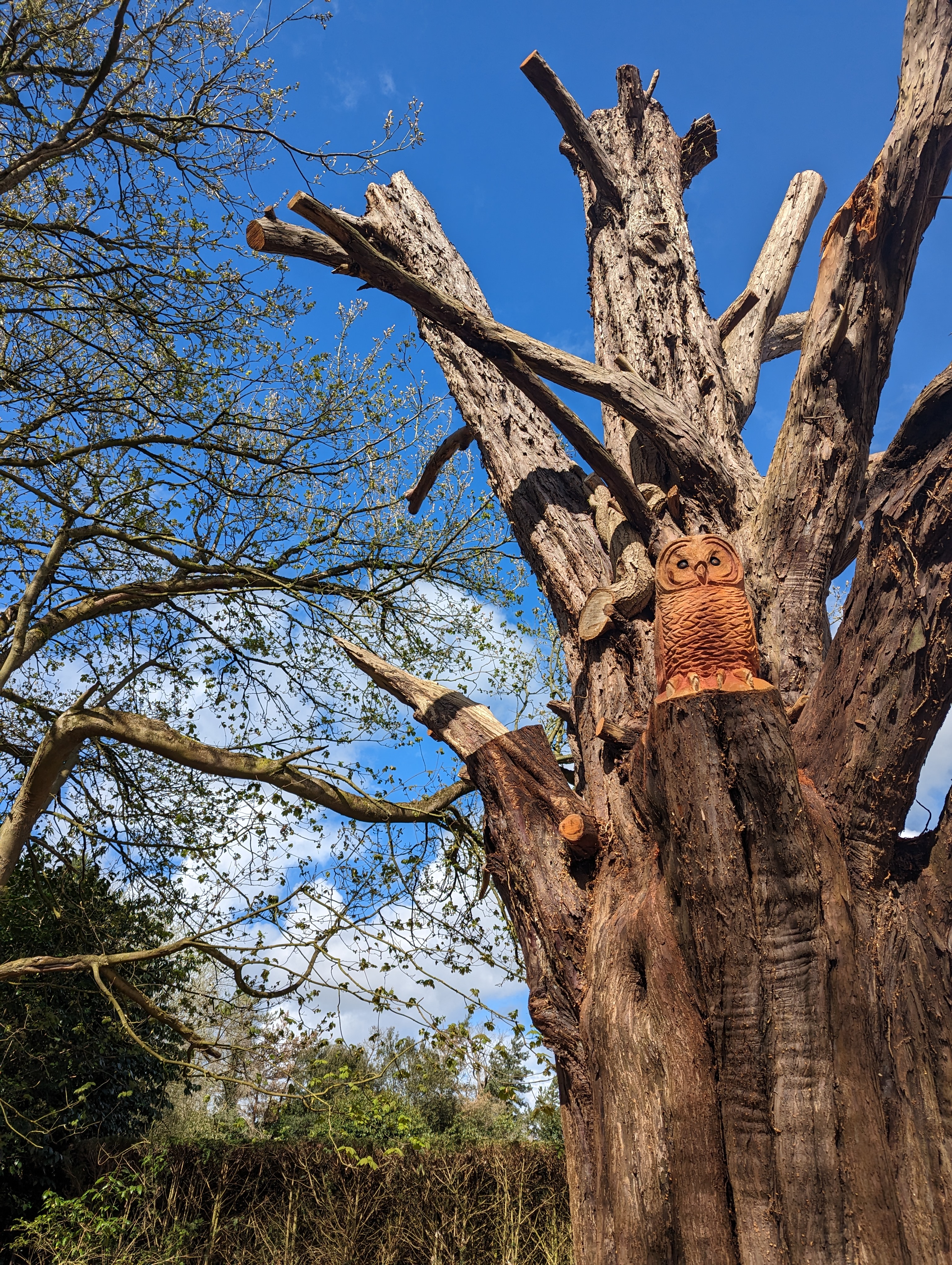 A-carved-owl-looking-out-from-an-old-yew-tree-at-Hampton-Gardens-play-area