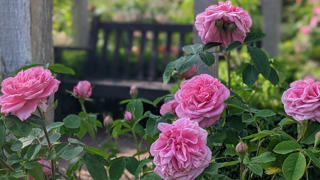 Vibrant pink roses with bench in the background