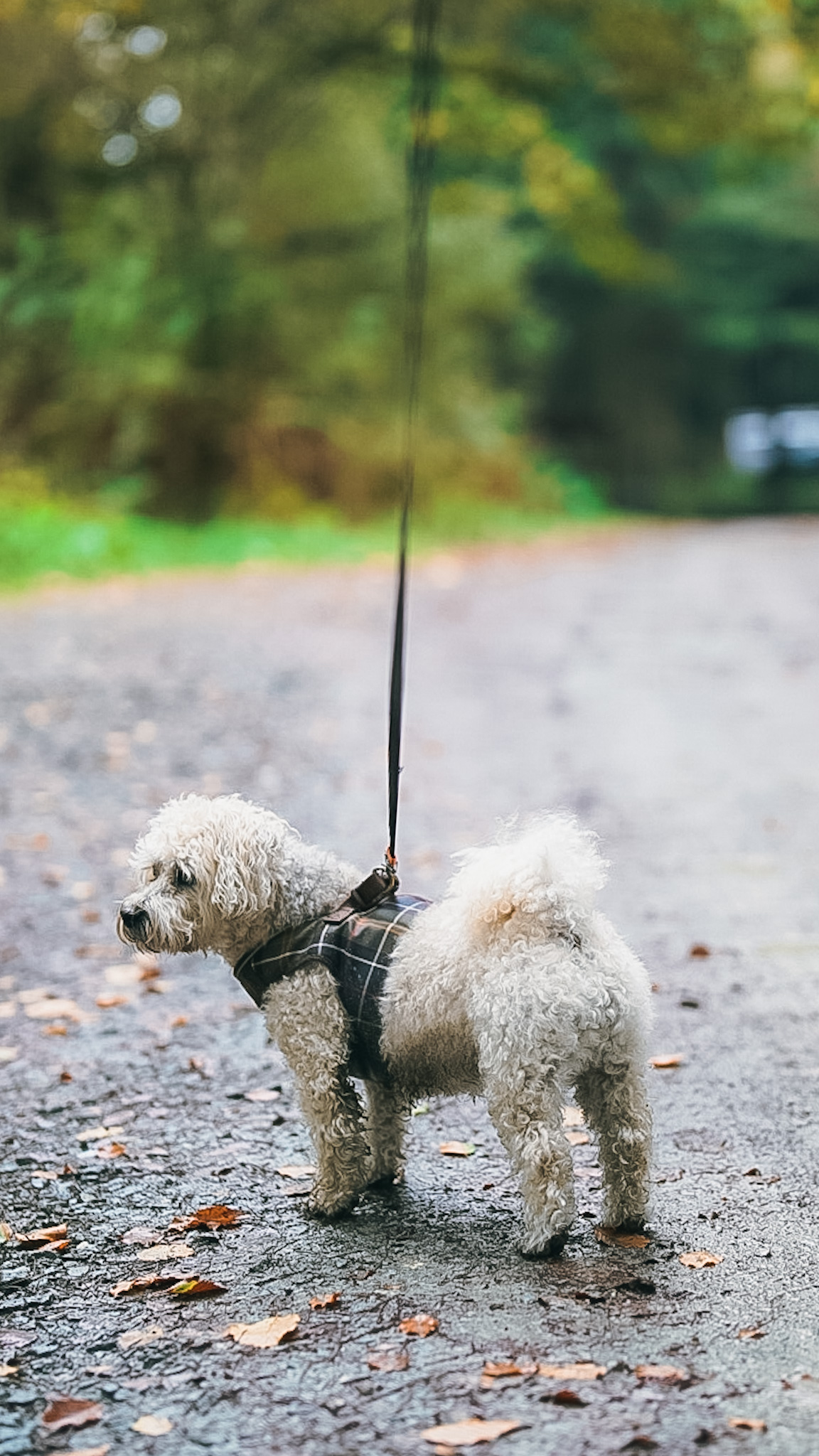 small-dog-walking-along-path-on-lead