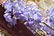 vivid-purple-wisteria-flower-in-sunshine