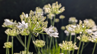 A cluster of white Agapanthus flowers forming a large spherical umbel on a tall, sturdy green stem
